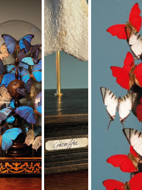 Work by Entomomori, Christophe Abrassart