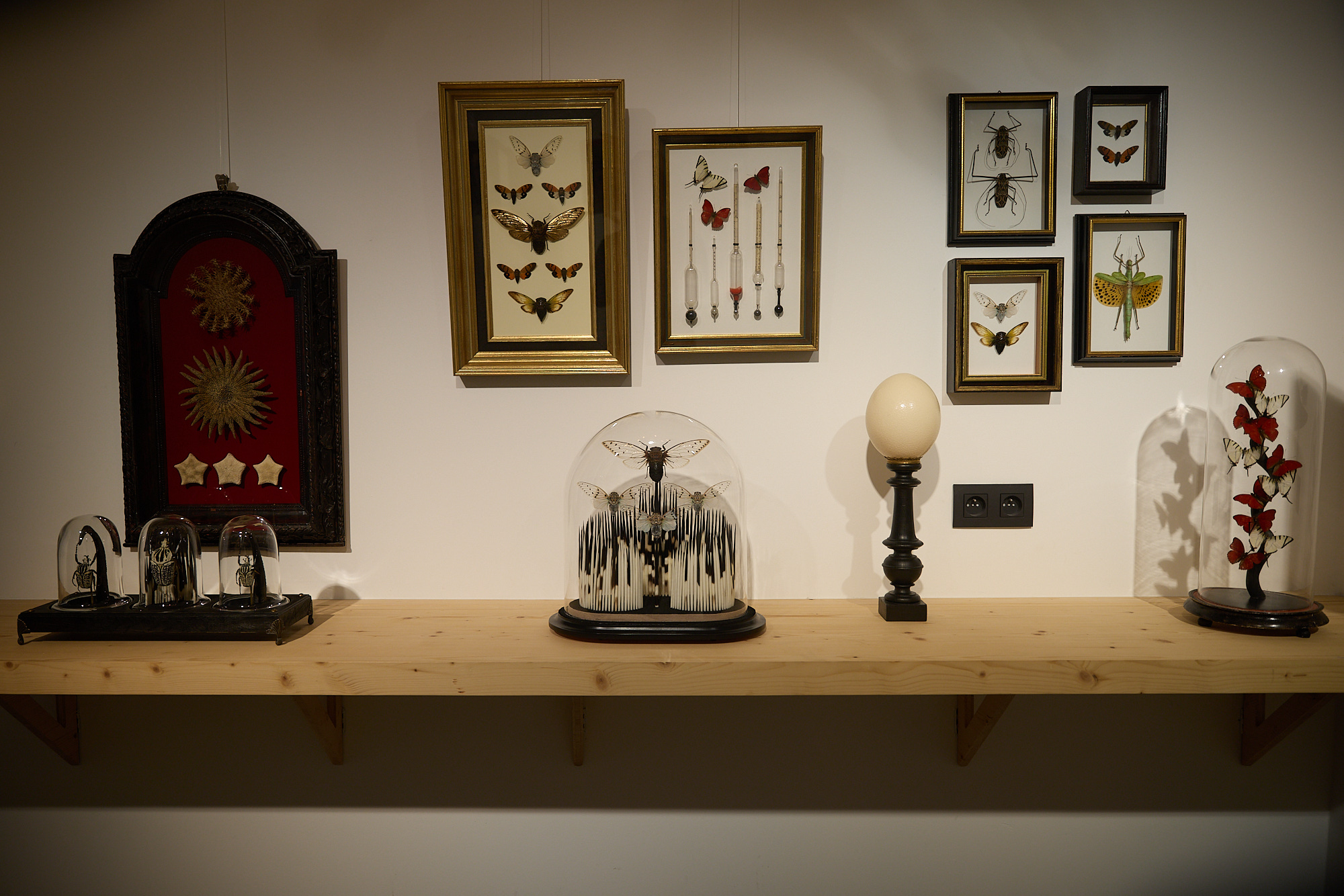 Artworks with insects and natural specimens in The Second Coming