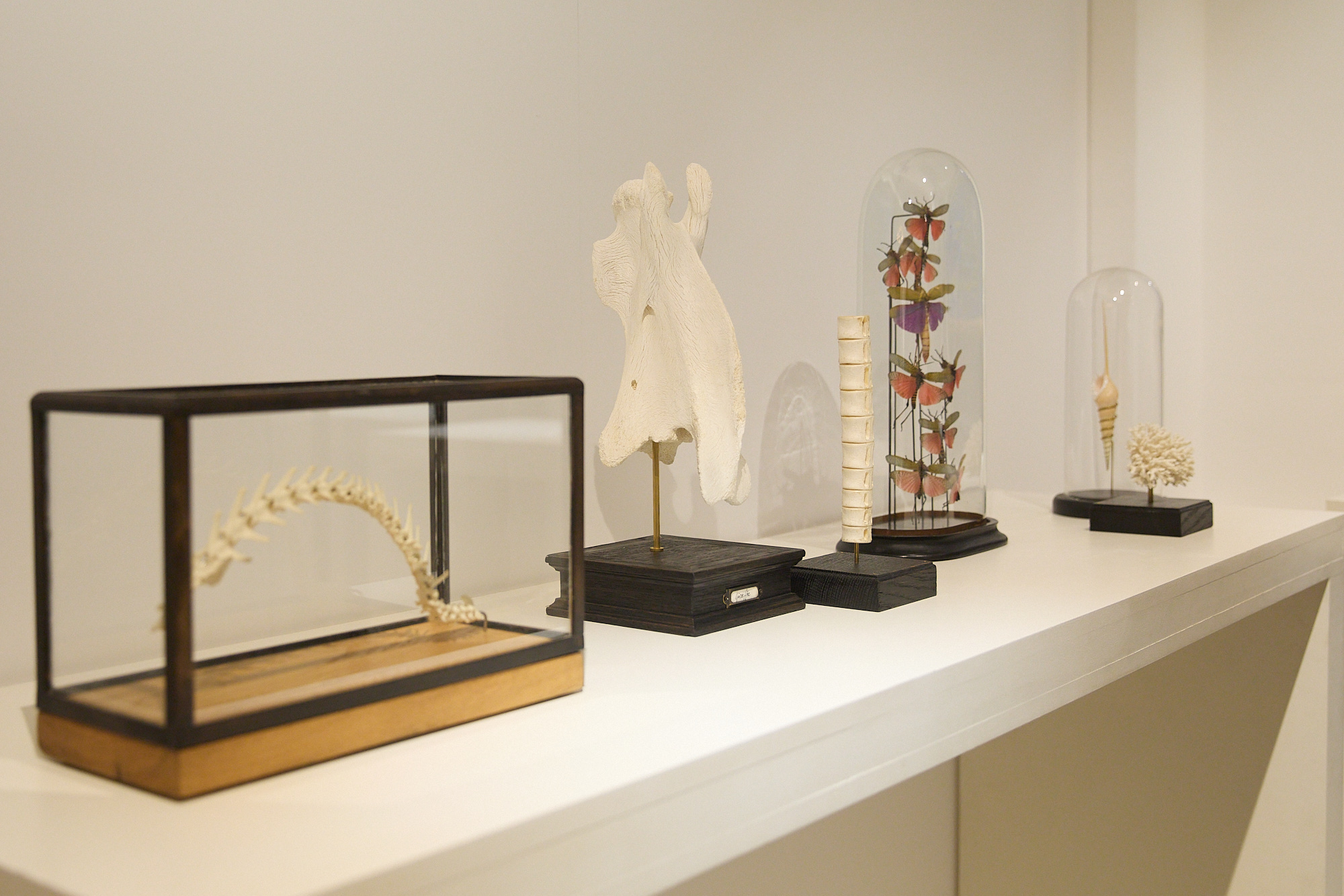 Objects and natural specimens in The Second Coming